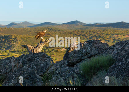 Bonelli`s eagle (Aquila fasciata) perched on top of a tree, Spain